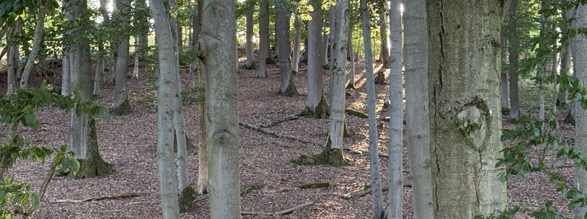 Waldweg - den eigenen Weg finden